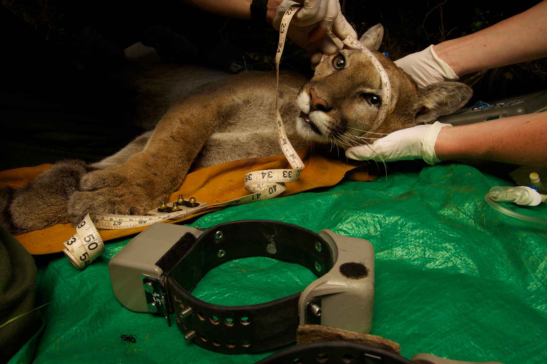 Collaring a cat