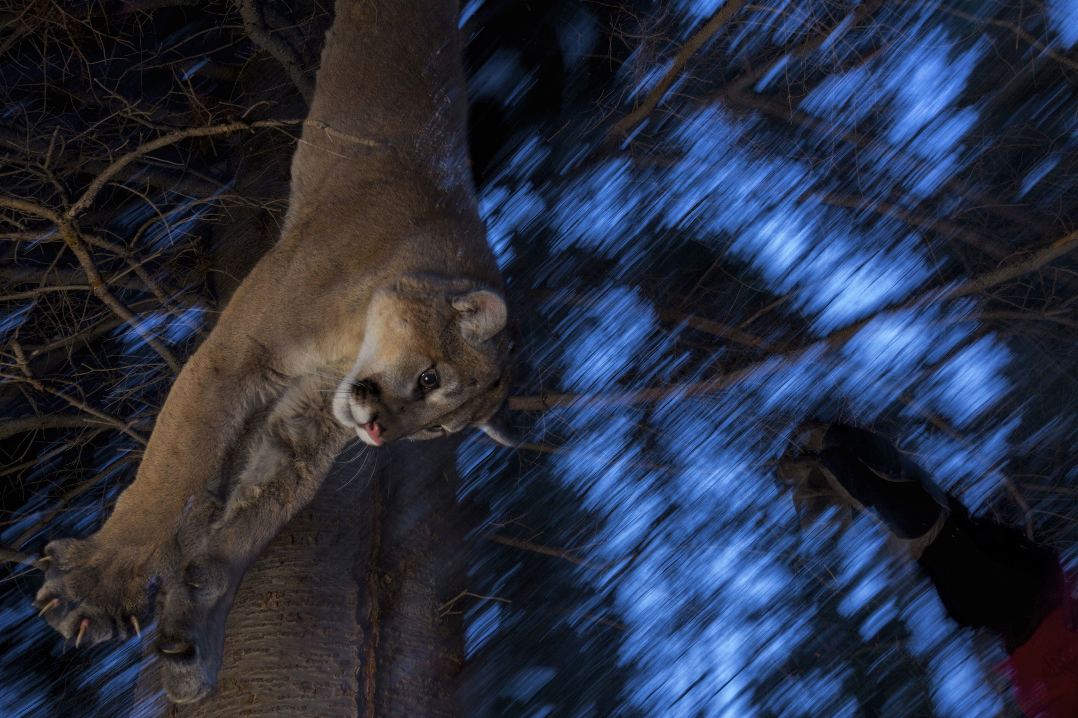 Darted cougar lowered from a tree.