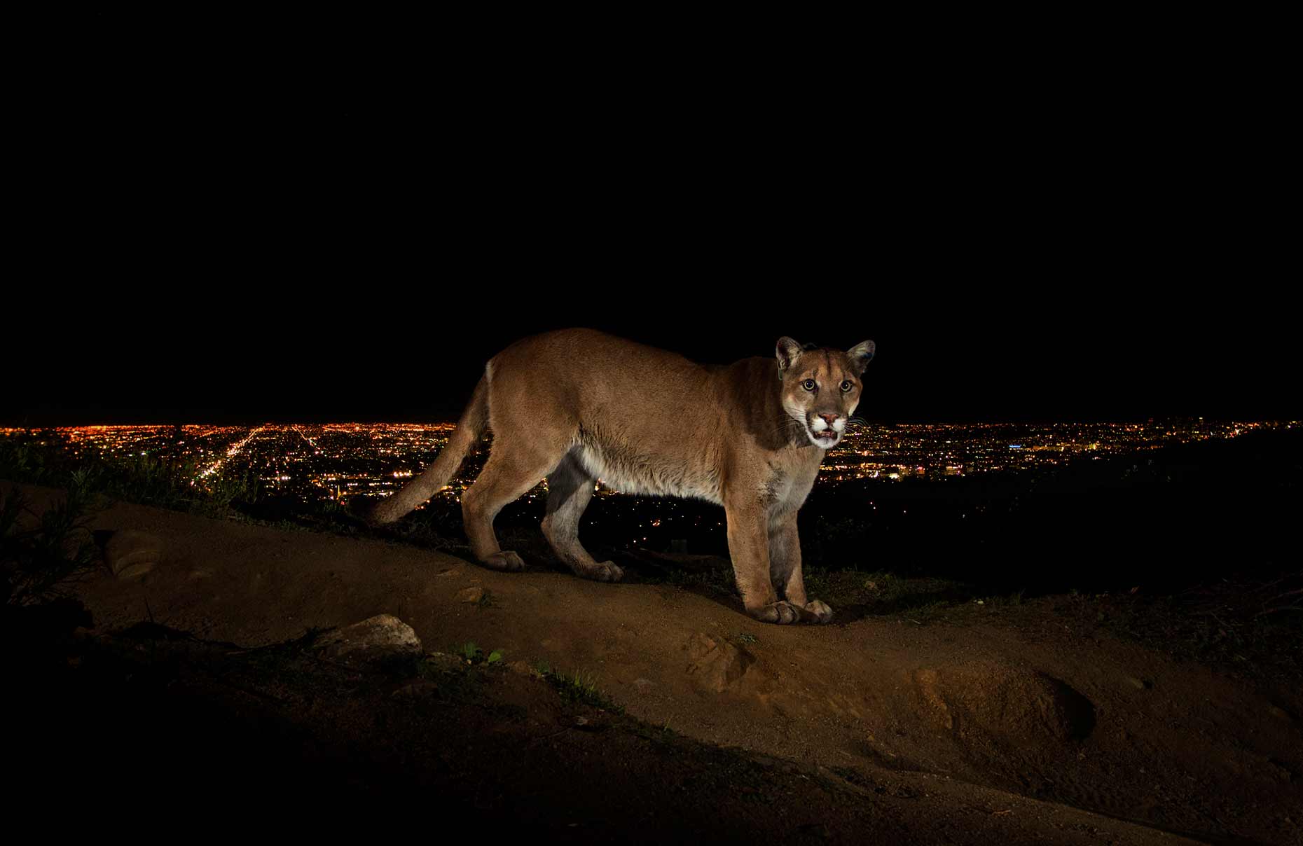 Cougar P22 overlooking Los Angeles