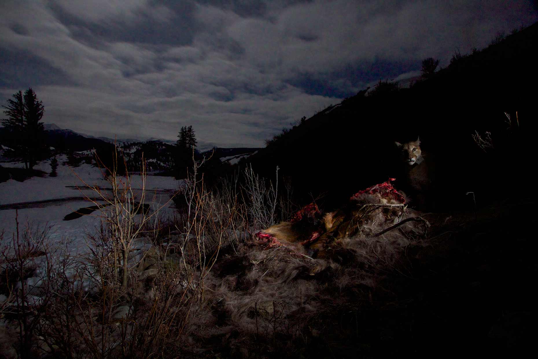 Cougar on an elk kill in the moonlight, Teton National Forest 