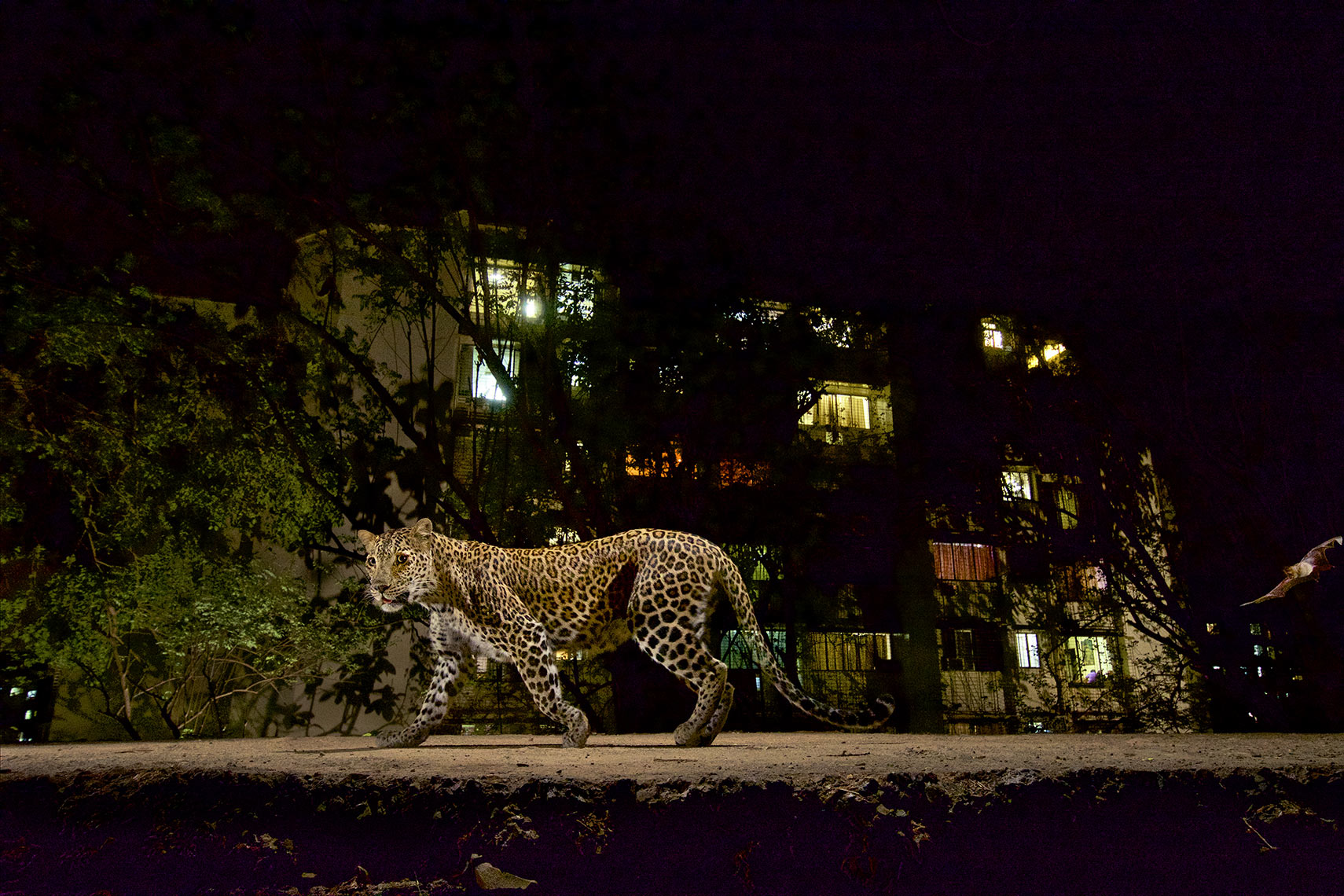 MM8196 Leopards - Sanjay Gandhi National Park, Mumbai, Maharashtra, India
Leopard walking on border trail of SGNP with colony apt. building in the background.
