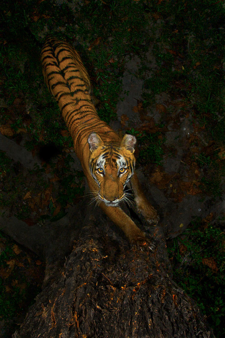 SteveWinter_Tigers_03.jpg